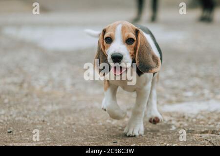 Niedlicher Rüde Beagle Welpe, 3 Monate alt, zu Fuß im Hof Stockfoto