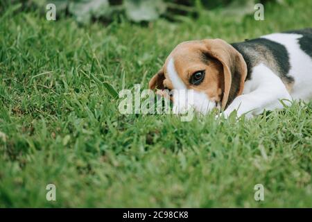 Niedlicher Rüde Beagle Welpe, 3 Monate alt, liegt auf dem grünen Gras Stockfoto