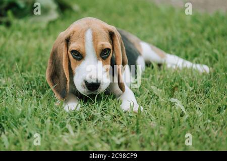 Niedlicher Rüde Beagle Welpe, 3 Monate alt, liegt auf dem grünen Gras Stockfoto