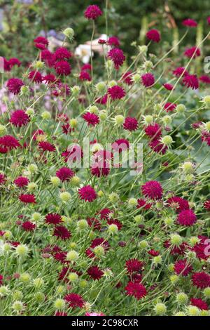 Macedonian scabious, Knautia macedonica wächst im Garten Stockfoto