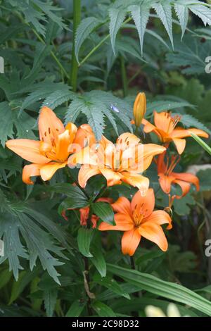 Lilium, Orange Pixie, Lilien im Garten Stockfoto