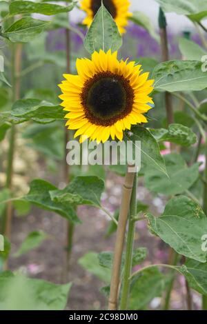 Sonnenblumen im Garten Stockfoto