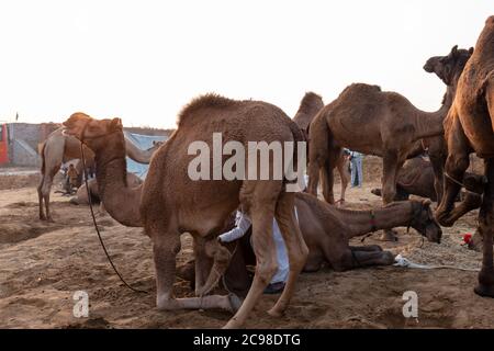 Herde von dekorierten Kamelen auf Pushkar Kamel Messe. Pushkar Kamel Messe ist eine jährliche Veranstaltung, die verwendet wird, um zu verkaufen / kaufen Kamele. Stockfoto