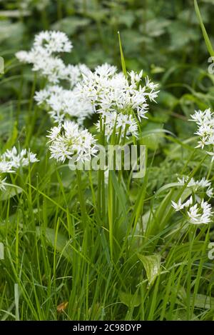 Wilder Knoblauch wächst auf dem Land zwischen Gräsern und Unkraut Stockfoto