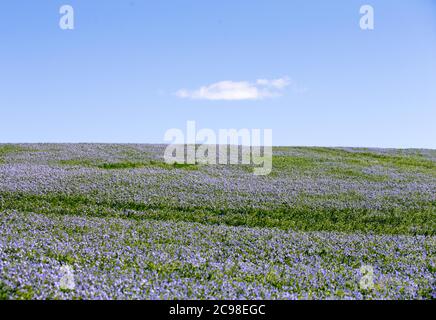 Anbau von Flachs auf dem Land. Flachs (Linum usitatissimum), auch bekannt als Leinsamen oder Leinsamen, ist ein Mitglied der Gattung Linum in der Familie Linaceae. Foto Jeppe Gustafsson Stockfoto