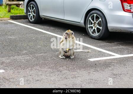 Affen am Aussichtspunkt Schluchten. Black River Gorges Nationalpark. Mauritius. Stockfoto