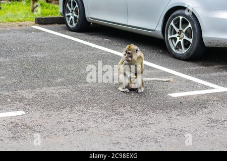 Affen am Aussichtspunkt Schluchten. Black River Gorges Nationalpark. Mauritius. Stockfoto