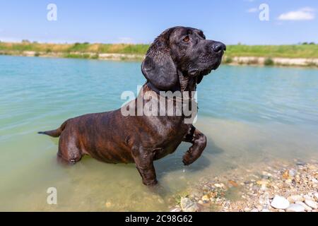 Porträt eines hannoveraner Hundes an einem See Stockfoto