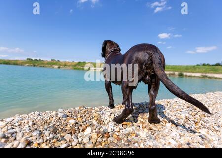 Porträt eines hannoveraner Hundes an einem See Stockfoto