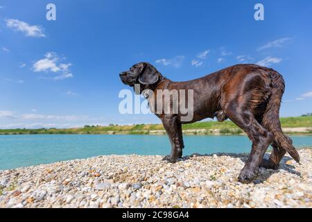 Porträt eines hannoveraner Hundes an einem See Stockfoto