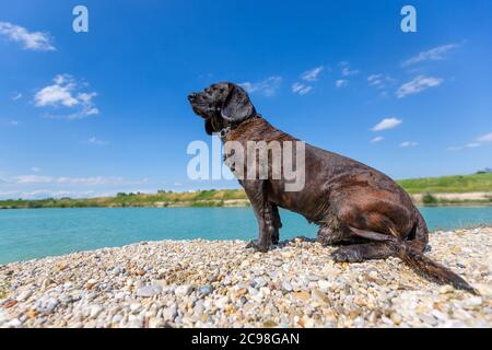 Porträt eines hannoveraner Hundes an einem See Stockfoto