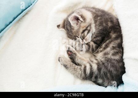 Gestreifte tabby Kätzchen schlafen curl up auf weißen flauschigen Decke. Schöne flauschige niedliche graue Kätzchen. Katze, Tierbaby, Kätzchen liegt auf weißem Karo. Oben Stockfoto