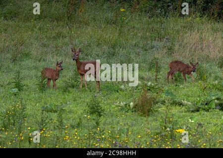 Europäisches Reh (Capreolus capreolus) Weibchen mit Rehkitz im Grasland am Waldrand im Sommer. Stockfoto