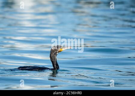 Ein großer Kormoran (Phalacrocorax carbo) schwimmt im Wasser im Genfer See, Schweiz. Stockfoto