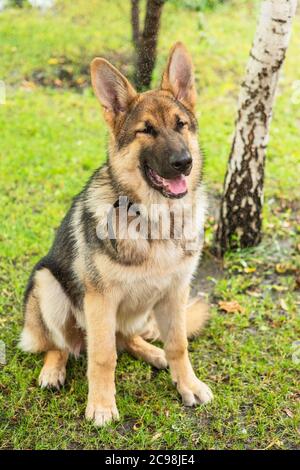 Osteuropäischer Schäferhund. Shepherd Portrait. Ein süßer osteuropäischer Schäferhund. Stockfoto
