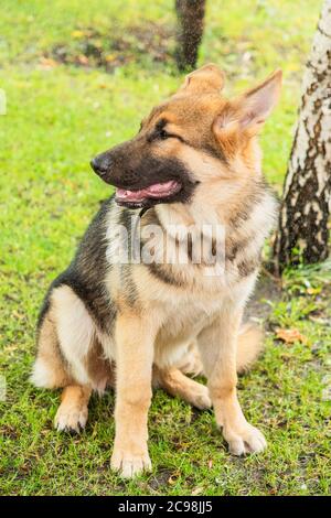 Osteuropäischer Schäferhund. Shepherd Portrait. Ein süßer osteuropäischer Schäferhund. Stockfoto