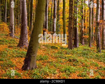 Herbstbäume im Wald am Linacre Reservoir in der Nähe von Chesterfield im Derbyshire Peak District England Stockfoto