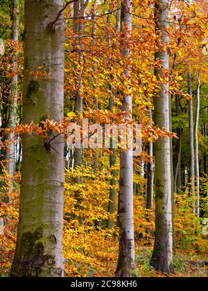 Herbstbäume im Wald am Linacre Reservoir in der Nähe von Chesterfield im Derbyshire Peak District England Stockfoto