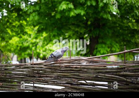 Graue Taube sitzt auf einem Holzzaun im Park Stockfoto