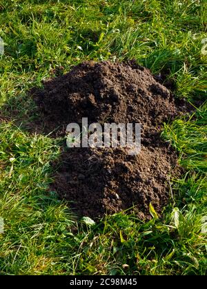 Zwei Maulwurfshügel in einem Garten auf einem Rasen. Stockfoto