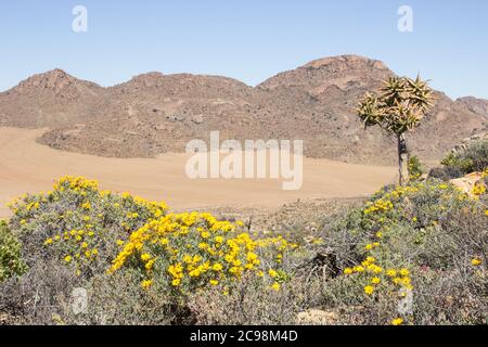 Skaapbos schrubs (Tripteris oppositifolia) in voller Blüte, mit der trostlosen, trockenen, Karoo-Sukkulenten, Landschaft im Hintergrund Stockfoto