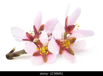 Isolierte Mandelblüten. Rosa Mandelbaum Blumen auf einem Zweig isoliert auf weißem Hintergrund Stockfoto