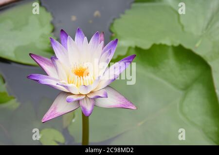 Violette Lotusblume oder Pygmäenwasserlilie auf Wasser. Stockfoto