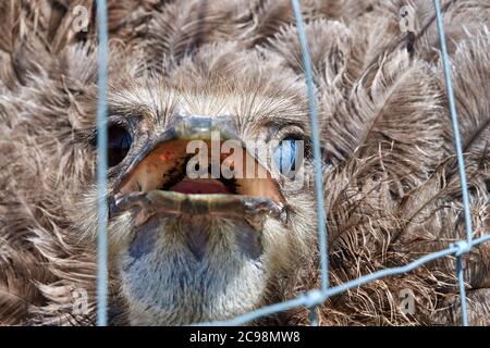 Strauß hinter einem Zaun mit offenem Schnabel in der Vorderansicht Stockfoto