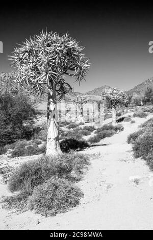 Köcherbäume, Aloidendron dichotomum, in Monochrom, neben einem Pfad, im Naturschutzgebiet Goegap, Stockfoto