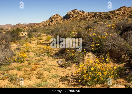 Skaapbos schrubs (Tripteris oppositifolia) in voller Blüte, im Goegap Nature Reserve, Südafrika Stockfoto