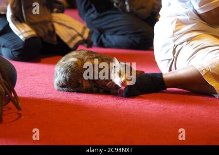 Verschlafene Katze im Thailand Tempel Stockfoto