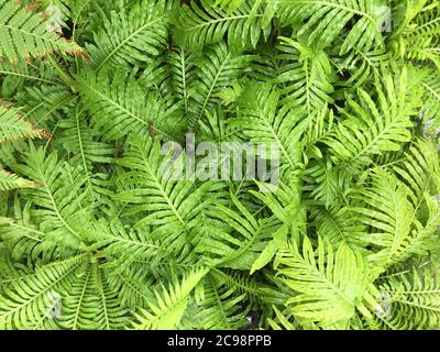 Draufsicht auf Nephrolepis exaltata oder Boston Farns - Blatt Grüner Hintergrund Stockfoto