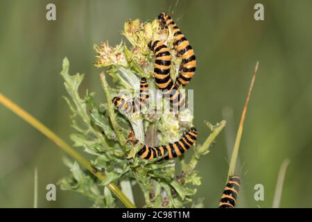 Zinnober Motte Raupen ernähren sich von Kreuzkraut Stockfoto