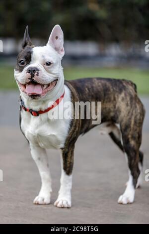 Frenchon (französische Bulldogge und Boston Terrier) Kreuzung, Puppy Männlich Stockfoto