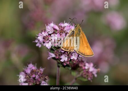 Kleine skipper Schmetterling Fütterung Stockfoto