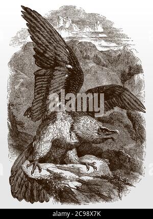Bartgeier, gypaetus barbatus auf einem Felsen sitzend, seine Flügel ausbreitend und sich zum Fliegen vorbereitend, nach einer antiken Illustration aus dem 19. Jahrhundert Stock Vektor