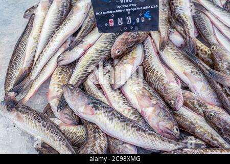 Capbreton, Frankreich. 27.06.2020. Französischer Fischmarkt. Atlantik frischer Fisch vive. Fotos in hoher Qualität Stockfoto