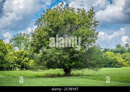 Ein riesiger großer alter Baum steht hoch in der Mitte des Feldes mit den Wäldern im Hintergrund an einem teilweise bewölkten sonnigen Tag im Sommer Stockfoto