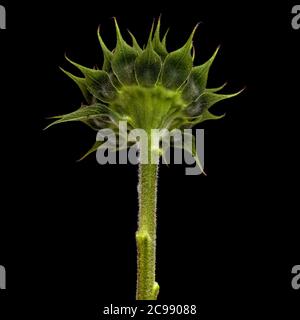Ungeöffnete Sonnenblume isoliert auf einfachem Hintergrund Stockfoto