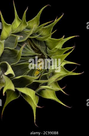 Ungeöffnete Sonnenblume isoliert auf einfachem Hintergrund Stockfoto