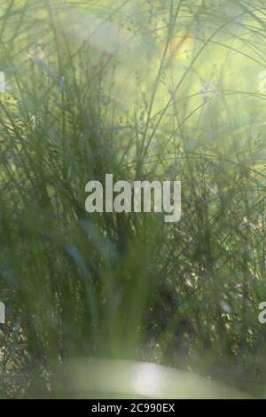 Unscharfes grünes Grashintergrund Stockfoto