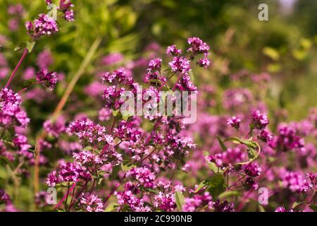 Origanum close up ist eine Gattung von Stauden und Untersträuchern aus der Familie Lamiaceae auf einem verschwommenen Hintergrund Stockfoto