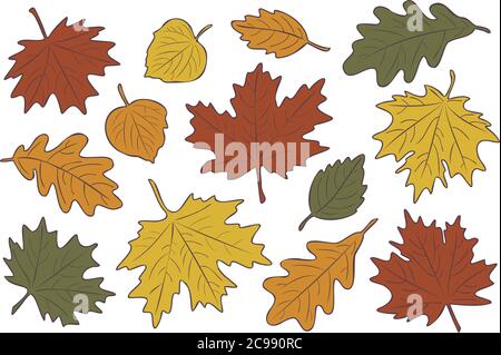 Vektor-Illustration, Satz von hellen realistischen Herbstblättern. Herbst verlässt den Hintergrund. Ahorn, Linden, Eiche und Birkenblätter. Stock Vektor