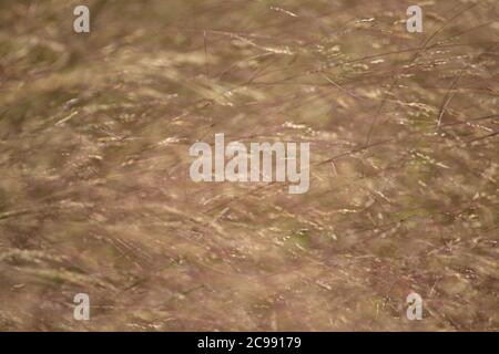 goldenes Gras, verschwommene Hintergrundtexturen Stockfoto