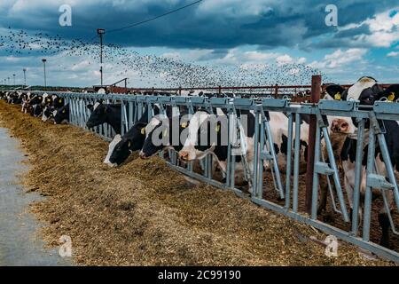 Holstein friesische Milchkühe im freien offenen Stall Stockfoto