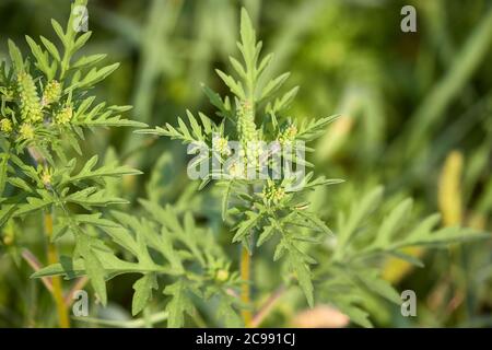 Ragweed closeup, gemeinsame Allergie Anlage Stockfoto