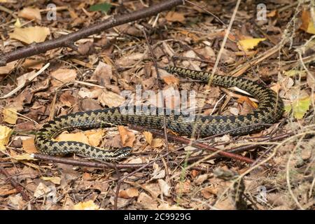 Männliche Adder (Vipera berus) sonnt sich auf toten Blättern am Waldrand, Großbritannien Stockfoto