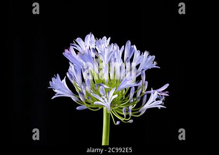 Blaue Agapanthus-Blume vor einem schlichten schwarzen Hintergrund fotografiert Stockfoto