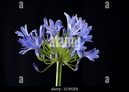 Blaue Agapanthus-Blume vor einem schlichten schwarzen Hintergrund fotografiert Stockfoto