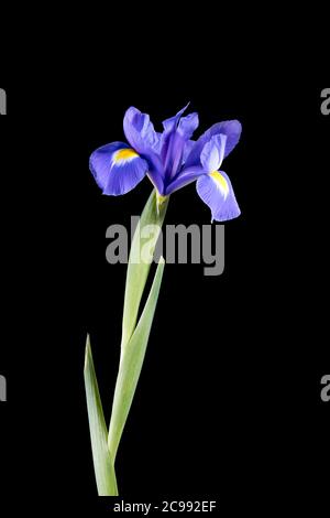 Purple Iris fotografiert vor einem schlichten schwarzen Hintergrund Stockfoto
